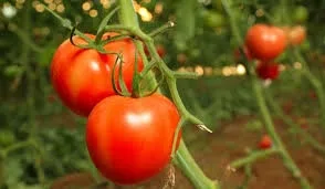 Ajutor de 125 de milioane de lei producătorilor agricoli care cultivă legume în sere și solarii