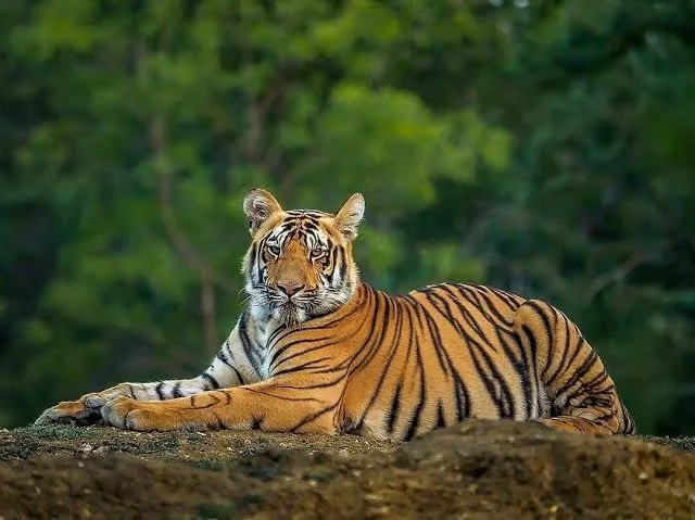 Incident grav la Zoo Pitești. Un tigru a atacat și omorât un om