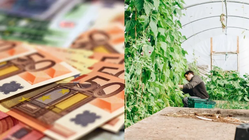 Ajutor de la stat. 350 de milioane de lei pentru cultivarea de legume în sere și solarii