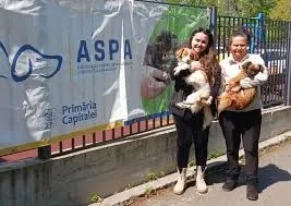 Anunț privind sterilizarea și microciparea câinilor în București