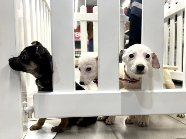 Vești bune pentru iubitorii de animale!