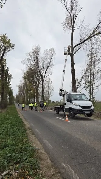 Acțiune de toaletare a arborilor în Județul Ilfov