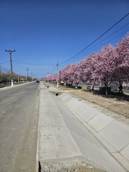 Se lucrează în ritm susținut pe șantierul drumului ce leagă localitățile Beliu și Cermei