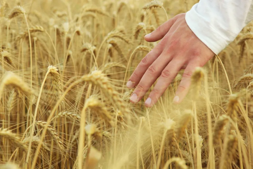 Ciolacu: ajutor de 100 de euro la hectar cultivatorilor din sectorul vegetal pentru pierderile suferite din cauza războiului din Ucraina