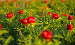 Camera Deputaților a decis: bujorul, declarat Floare Naţională Rom&acirc;niei