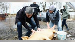 Dan Barna a fost la tăiatul porcului: &bdquo;Am avut bucuria să contribuim la păstrarea unei tradiții&rdquo;