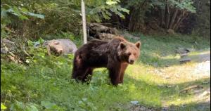 Ministerul Mediului, despre extragerea ursoaicei de pe Transfăgărășan: s-a acționat conform legii