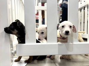 Vești bune pentru iubitorii de animale!