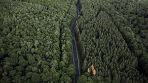 Statul majorează prima anuală acordată deținătorilor de terenuri pe care sunt efectuate &icirc;mpăduriri