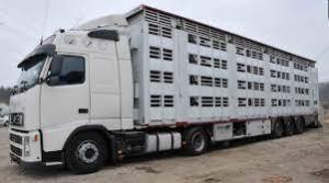 Transportul cu animale vii se suspendă pe perioada caniculei. Anunțul premierului Florin C&icirc;țu