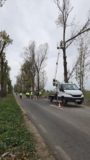 Acțiune de toaletare a arborilor &icirc;n Județul Ilfov
