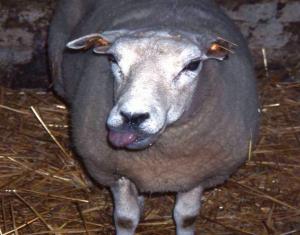 Alertă! Boala limbii albastre a fost confirmată &icirc;ntr-o gospodărie din Rom&acirc;nia