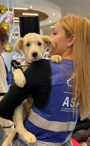 T&acirc;rg de adopții de căței, la Art Safari Bucharest