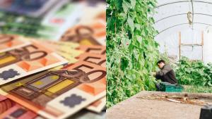 Ajutor de la stat. 350 de milioane de lei pentru cultivarea de legume &icirc;n sere și solarii