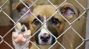 750 de c&acirc;ini dintr-un adăpost public, &icirc;n pericol, avertizează Asociaţia pentru protecţia animalelor Kola Kariola