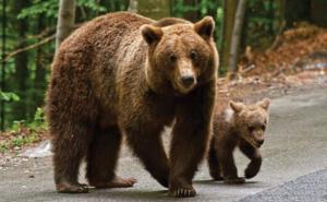 Fechet: Opinia mea este că orice urs care pune &icirc;n pericol viața omului femelă sau mascul, pui sau adult, trebuie &icirc;mpușcat