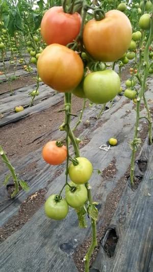 AJUTOR de Minimis LEGUME - 2025 - 2027