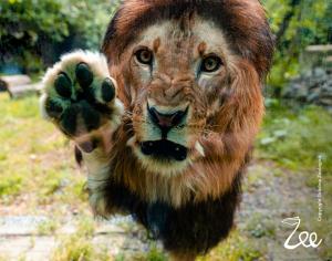 Petrecere la Grădina Zoologică din București: desene pe asfalt, hand-painting și &icirc;ntreceri de &icirc;ndem&acirc;nare