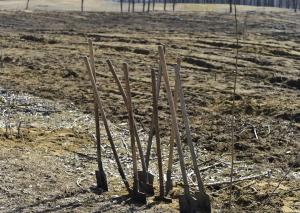 Peste 140.000 de puieți plantați &icirc;n cadrul proiectului PSD &bdquo;Pentru o Rom&acirc;nie verde&rdquo;