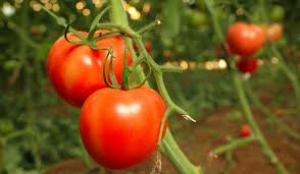 Ajutor de 125 de milioane de lei producătorilor agricoli care cultivă legume &icirc;n sere și solarii