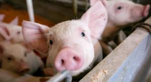 Lovitură pentru crescătorii de porci din Rom&acirc;nia. Animalele nu mai pot fi hrănite cu resturi alimentare