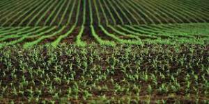 Ministerul Agriculturii anunță că a &icirc;nceput depunerea cererilor pentru acordarea ajutorului pentru sectorul vegetal