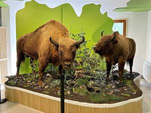 "Ziua Zimbrului" la Parcul Natural V&acirc;nători Neamț