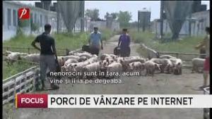 Restricțiile de pestă porcină ocolite prin intermediul v&acirc;nzărilor online