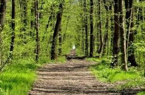 A fost adoptat noul Cod Silvic