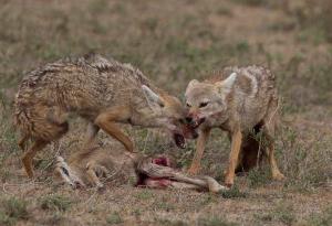 Tot mai mulți șacali &icirc;n Rom&acirc;nia