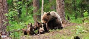 Amendamentele USR la legea v&acirc;nătorii: ne este teamă că interesele v&acirc;nătorilor, reprezentate de PSD-PNL, vor fi satisfăcute cur&acirc;nd