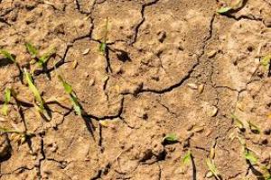 MADR propune ajutoare de p&acirc;nă la 10.180 lei/ha pentru pomicultorii afectați de &icirc;nghețul din 2025