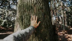 1,5 milioane de lei pentru cinci proiecte de mediu și biodiversitate urbană