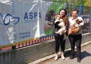 Anunț privind sterilizarea și microciparea c&acirc;inilor &icirc;n București